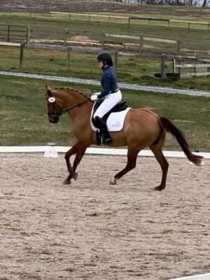 lesson horse cantering