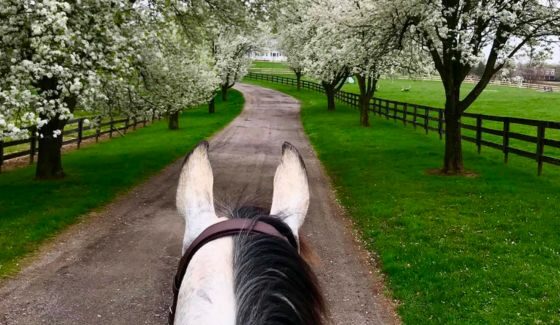horse-ears-driveway